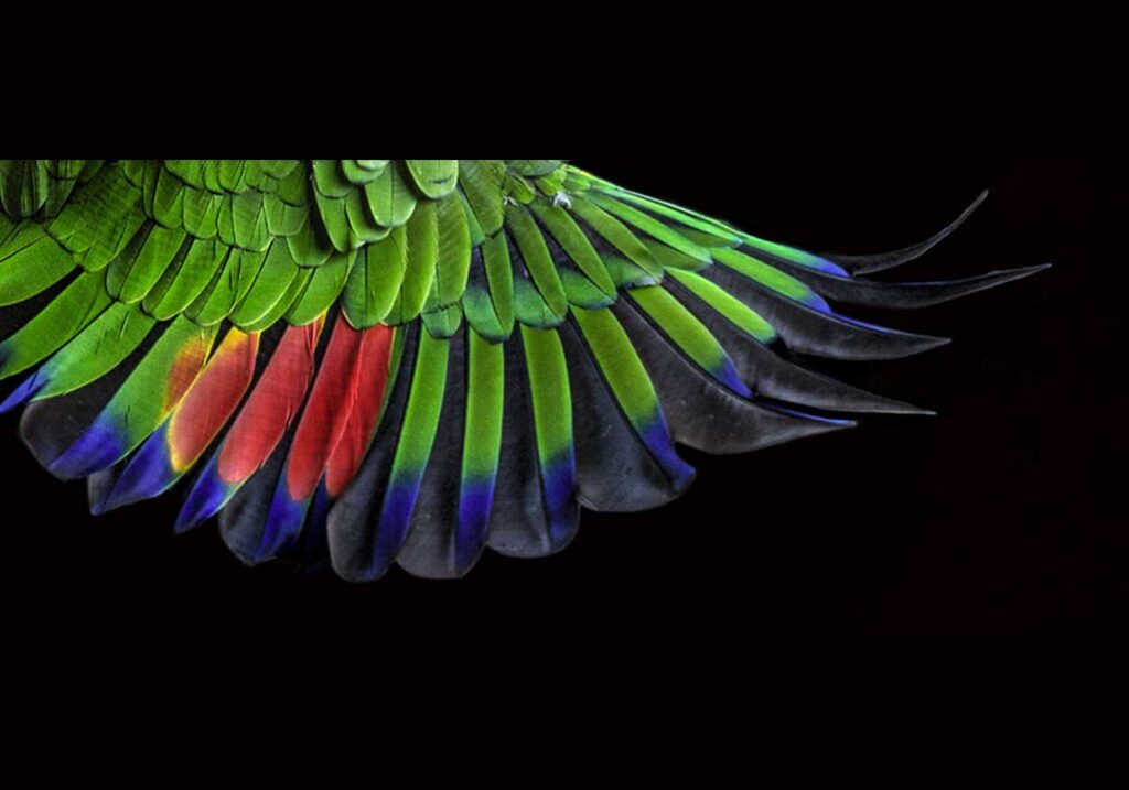 دانشمندان الگوی باستانی پرهای پرندگان را کشف کردند2